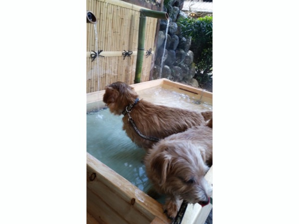 足湯入浴中のカピバラっぽい犬達
