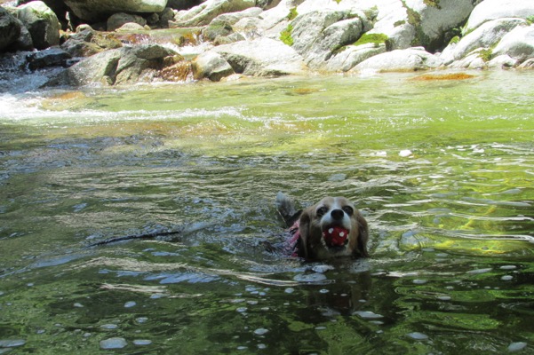 尾白川をボールをくわえて泳ぐ犬