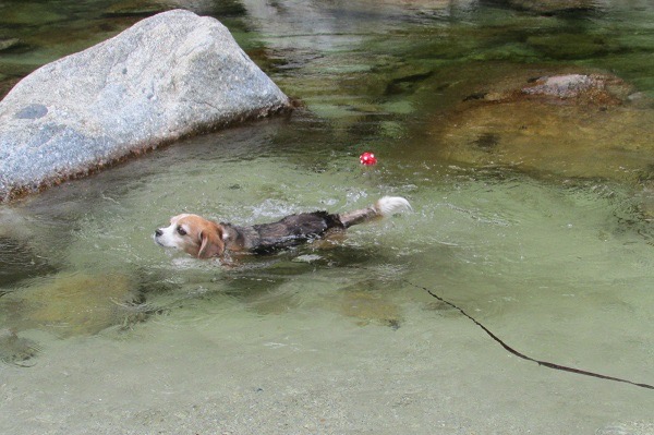 尾白川を泳ぐ犬