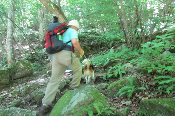 尾白川渓谷ハイキングコースを登る犬と人
