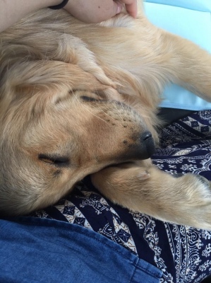 走り疲れて眠るゴールデン・レトリバー犬