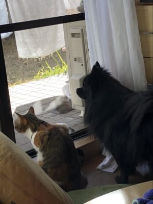 並んで窓から外を見ている猫と黒色のポメラニアン