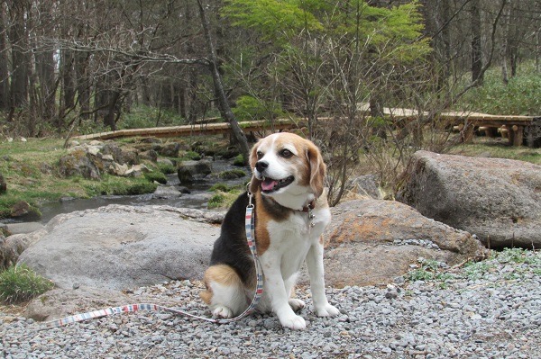蓼科御泉水自然園を散策中の犬