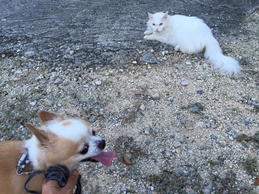 長毛の白い猫と遭遇したチワワ犬