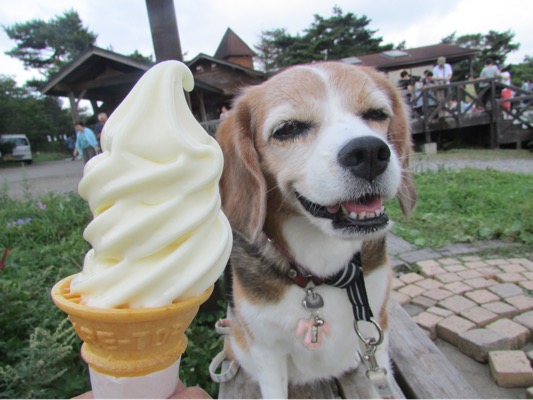 清里清泉寮のソフトクリームと犬
