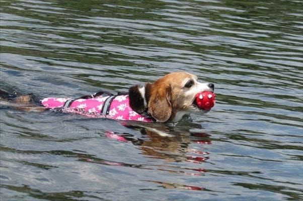 赤いボールをくわえて皮を泳ぐ犬