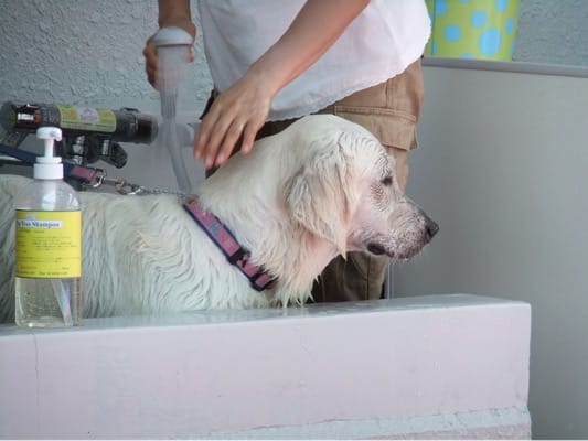 woofシャンプー台で洗われる大型犬
