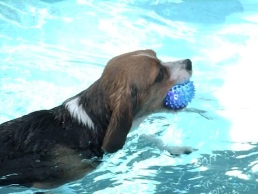woofプールでボールを咥えて泳ぐ犬