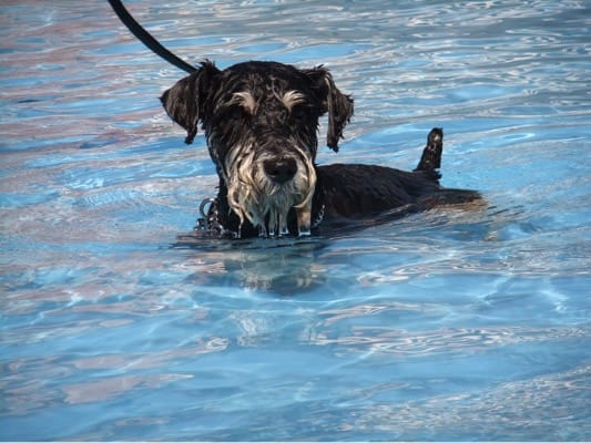 woofプールで泳ぐシュナウザー犬