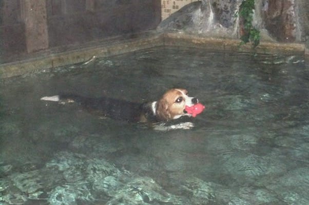 四季の蔵ドッグスパで泳ぐ愛犬