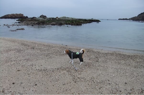 愛犬、爪木崎の海岸にて