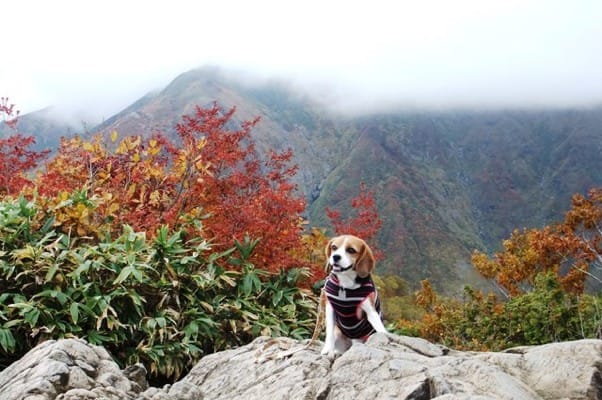 谷川岳登山道での愛犬