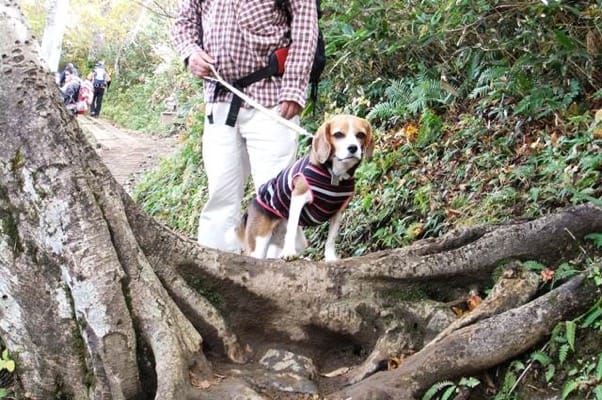 谷川岳登山道での愛犬