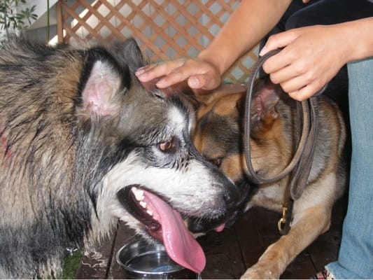 旧DOG GARDEN RESORTで水を飲む大型犬２頭