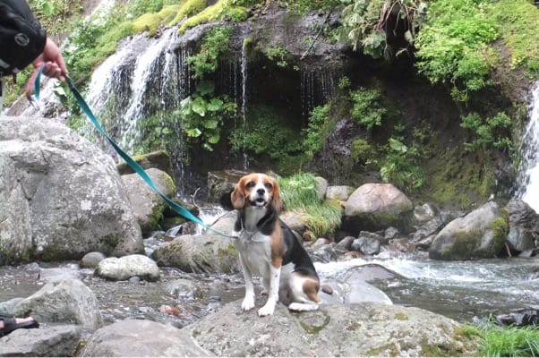 吐龍の滝を背景に座るミック犬