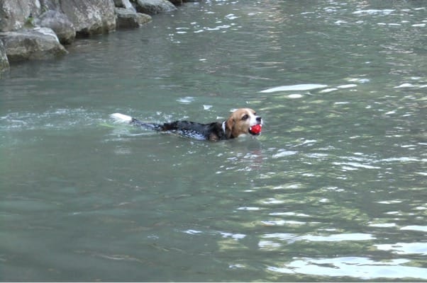 親水公園で泳ぐ愛犬