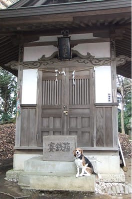 白山神社の賽銭箱の前に座るミックス犬