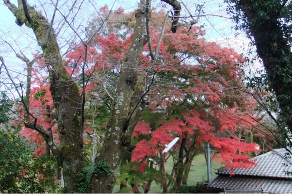 飯山観音の紅葉