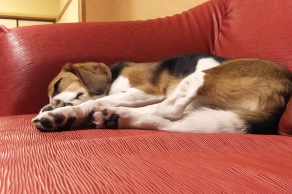 ホテルの部屋のソファで寝るミックス犬