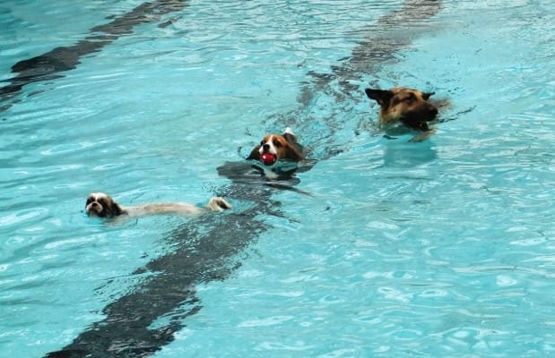 山中湖woofプールで泳ぐ愛犬達