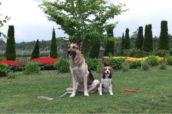山中湖花の都公園で並んで座るシェパードとミックス犬