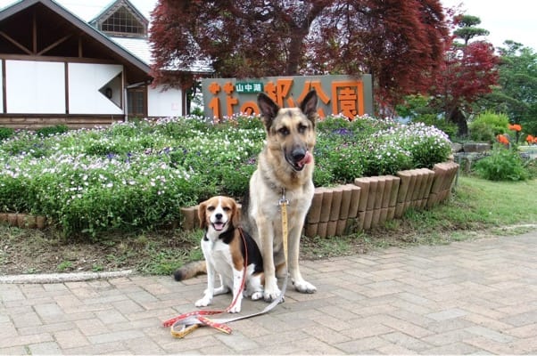 山中湖花の都公園で並んで座るシェパードとミックス犬
