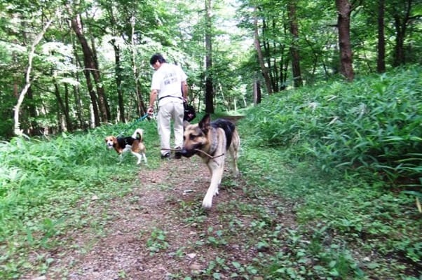 中止の滝ハイキングコースを歩くシェパードとミックス犬
