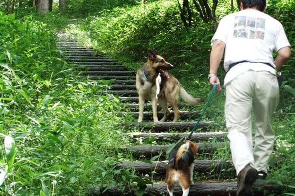 中止の滝ハイキングコースを歩くシェパードとミックス犬