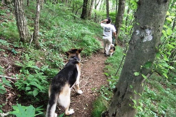 中止の滝ハイキングコースを歩くシェパードとミックス犬の後ろ姿