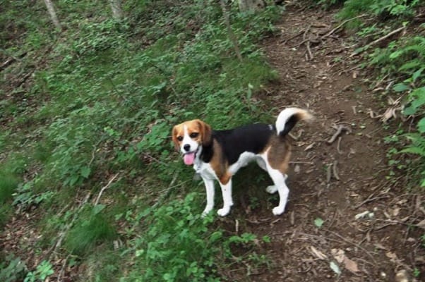 中止の滝ハイキングコースで立ち止まったミックス犬