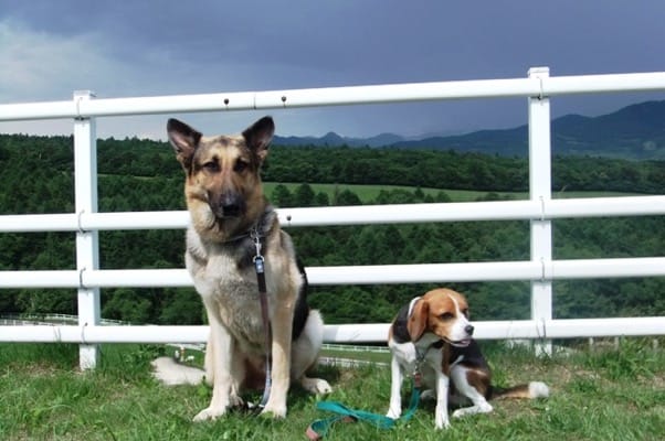 八ヶ岳牧場まきば公園で並んで座るシェパードとミックス犬