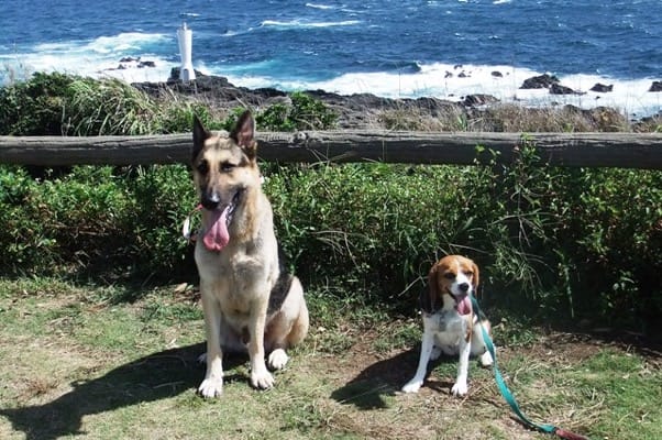城ヶ島公園で並んで座るシェパードとミックス犬