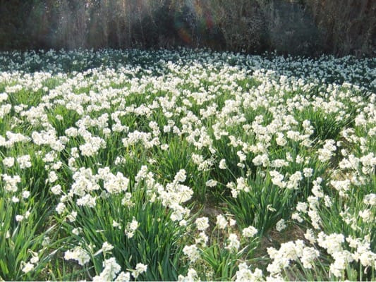 城ヶ島公園に咲くたくさんの白い花