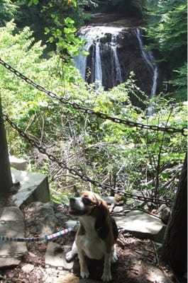愛犬、横谷渓谷大滝にて