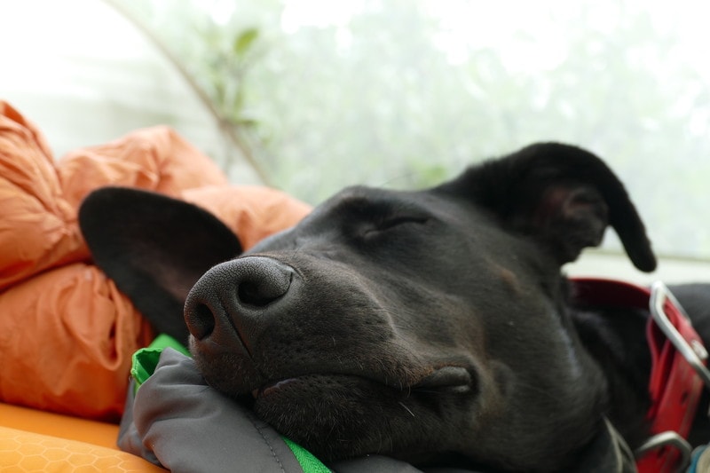 犬に湯たんぽを使用して体を温めよう！犬用湯たんぽおすすめ6選 | woo-wan.com