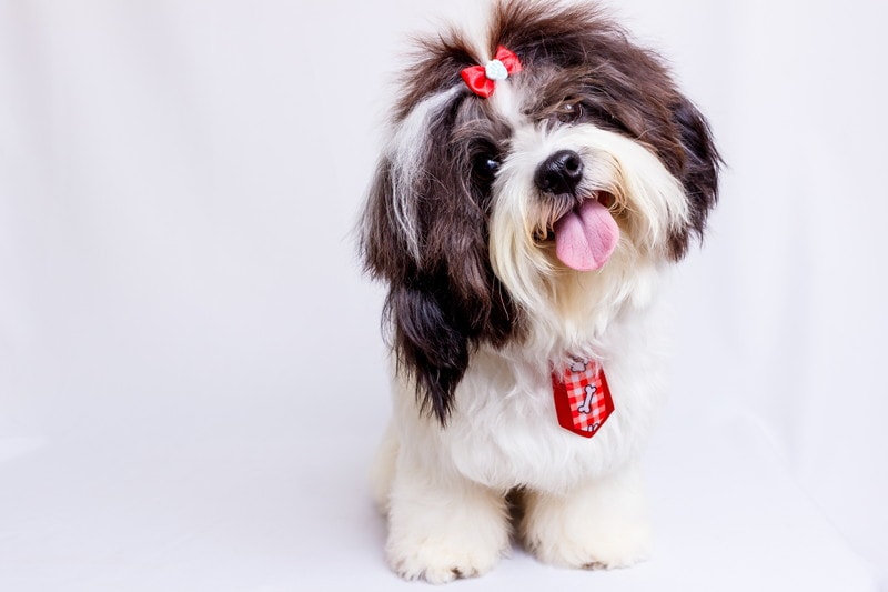 犬が喜ぶ骨型（ボーン）のガジガジ噛める犬用おもちゃおすすめ5選 | woo-wan.com