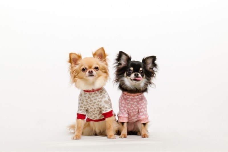犬用おすすめパジャマ4選 パジャマは優れた実用品です Woo Wan Com