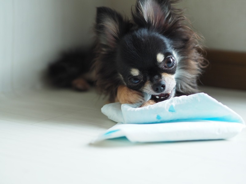 オス犬のマーキングやおもらしに、使い捨てマナーベルトおすすめ5選 | woo-wan.com