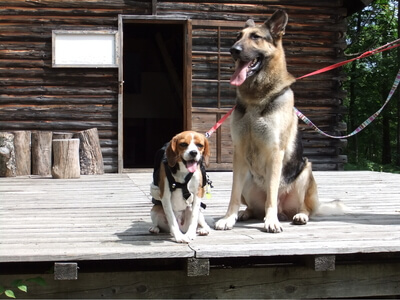 白馬夢牧場で並んで座るミックス犬とシェパード犬