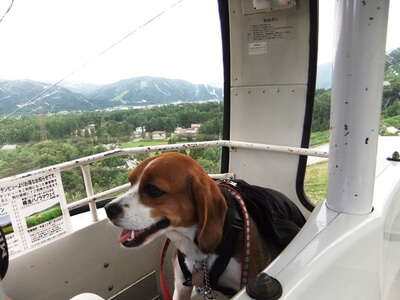 白馬岩岳ゆり園のゴンドラに乗ったミックス犬