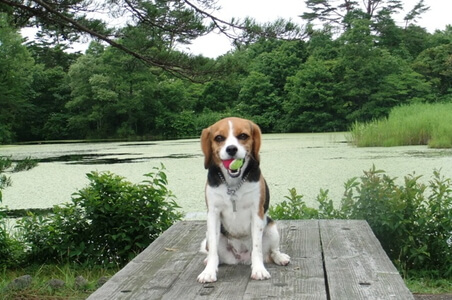 愛犬、レンゲ沼にて