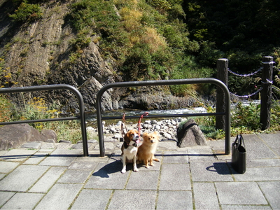 清津川での保護犬ポメラニアン