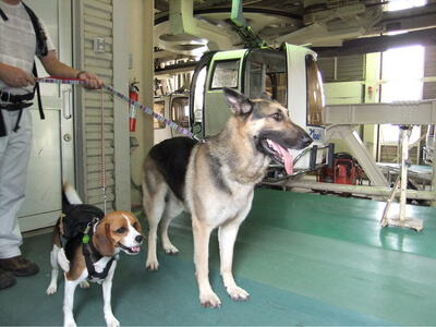 白馬岩岳ゆり園のゴンドラ乗降エリアに立つミックス犬とシェパード