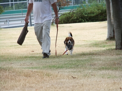 梓川サービスエリアを歩くミックス犬