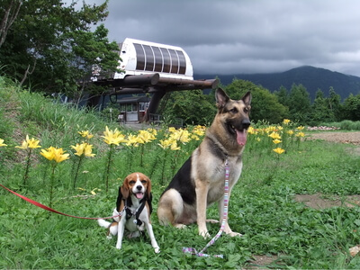 白馬岩岳ゆり園で並んで座るミックス犬とシェパード