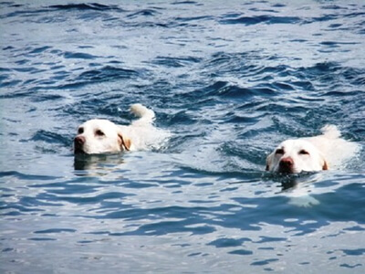 本栖湖浩庵キャンプ場で泳ぐ大型犬たち