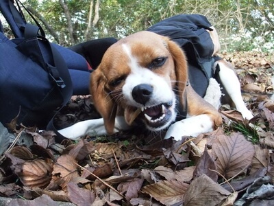 大平の森ハイキングコース頂上で休憩中のミックス犬