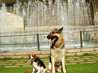 愛犬とD兄ちゃん、笛吹川フルーツ公園にて