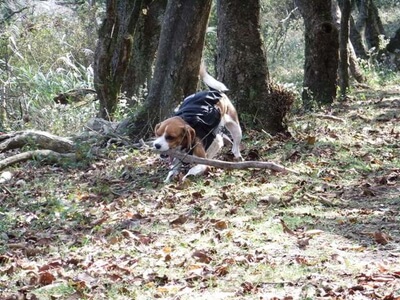 大平の森ハイキングコース頂上を歩くミックス犬