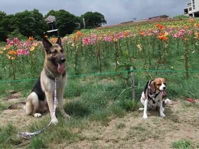 白馬岩岳ゆり園で並んで座るミックス犬とシェパード